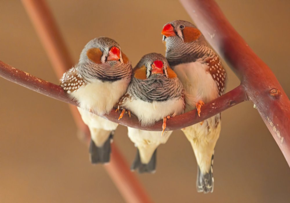 Японский Воробей амадин