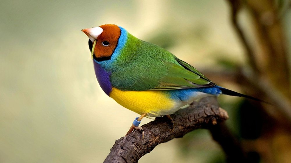 Амадин на белом фоне