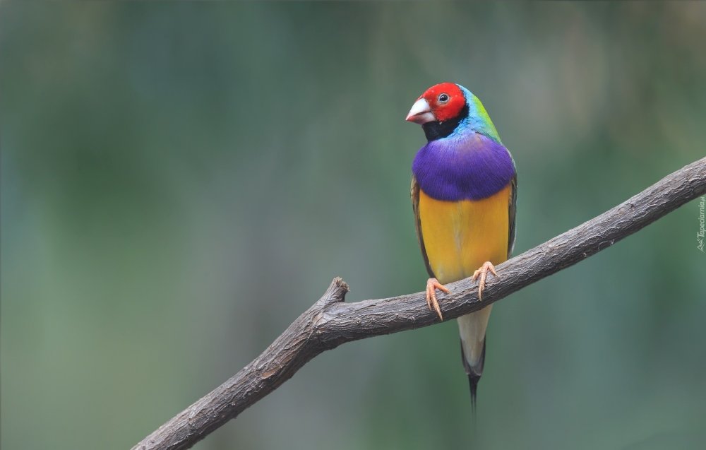 Гульдова амадина