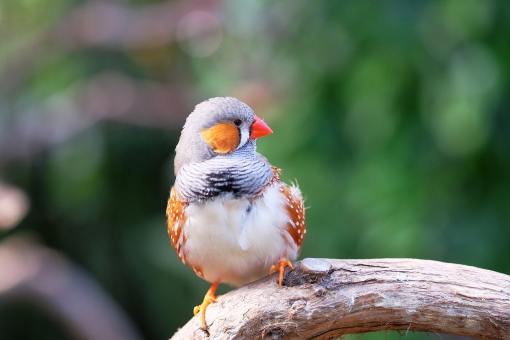 Жёлтая амадина птица