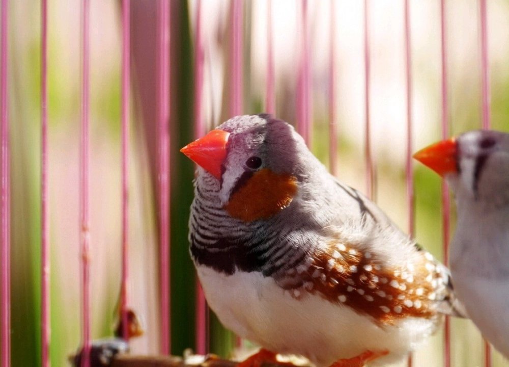 Попугаи амадины