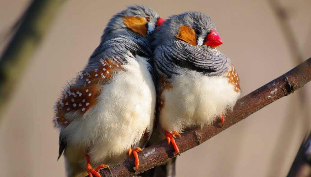 Амадина на белом фоне