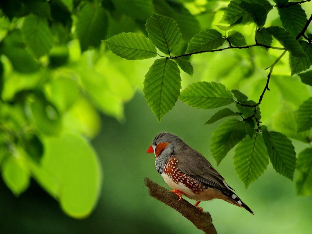 Амадина астрильд