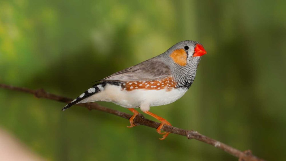 Зебровая амадина Пингвин