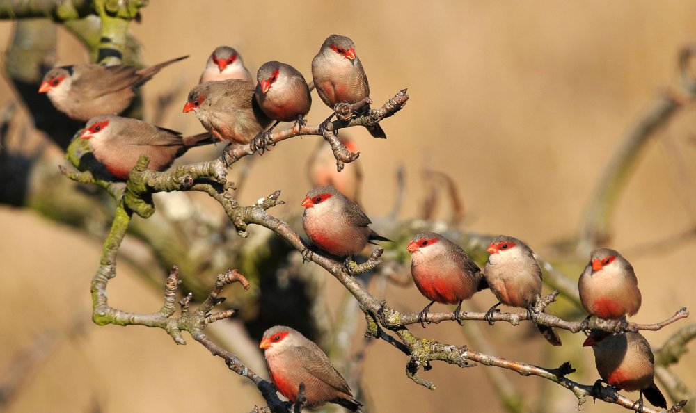 Зебровая амадина на белом фоне