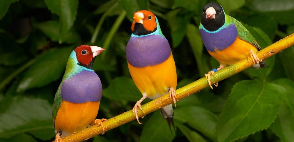 Птичка амадин