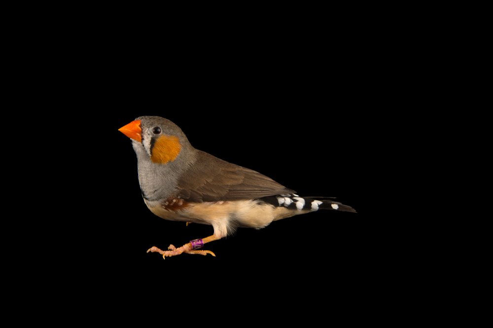 Красноухий астрильд