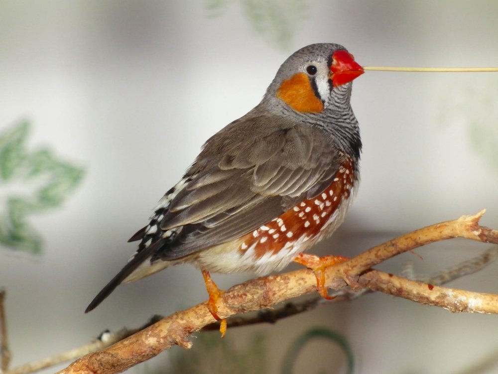 Попугаи амадины