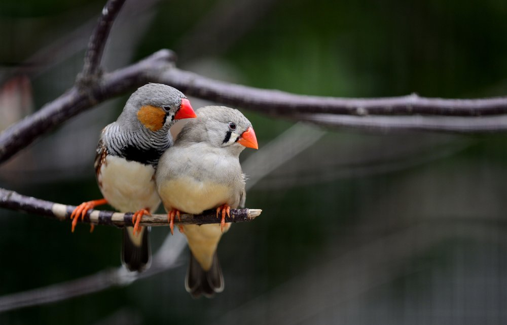 Амадины с днем рождения