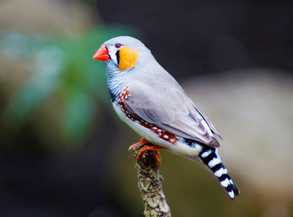 Gouldian Finch самка