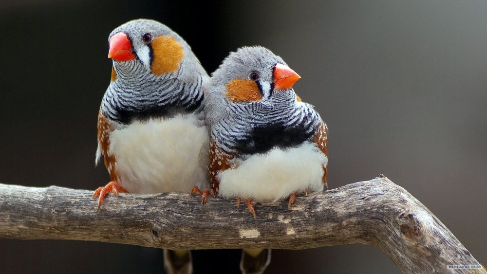 Амадины птички на руке