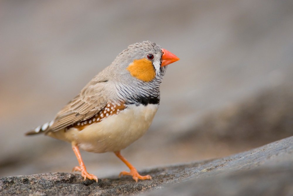 Канарейка в природе