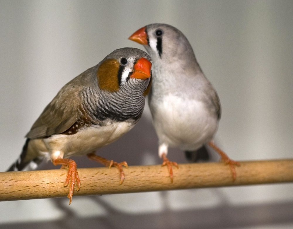 Зебристый Амандин