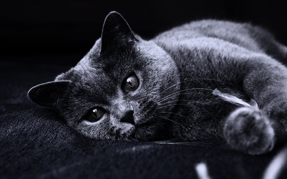 Обои на рабочий стол коты