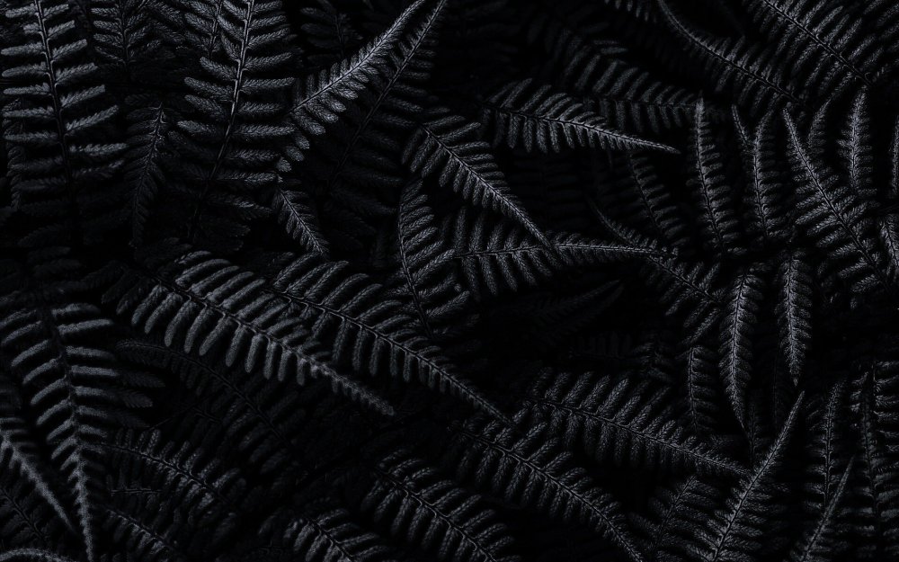 Черный папоротник