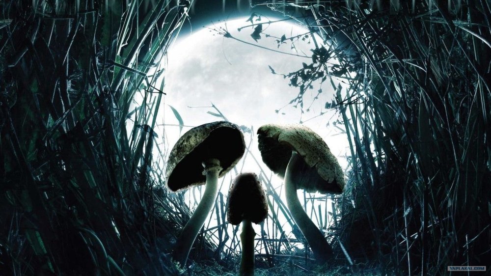 Машрум Форест