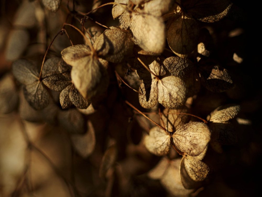 Шоколадный фон