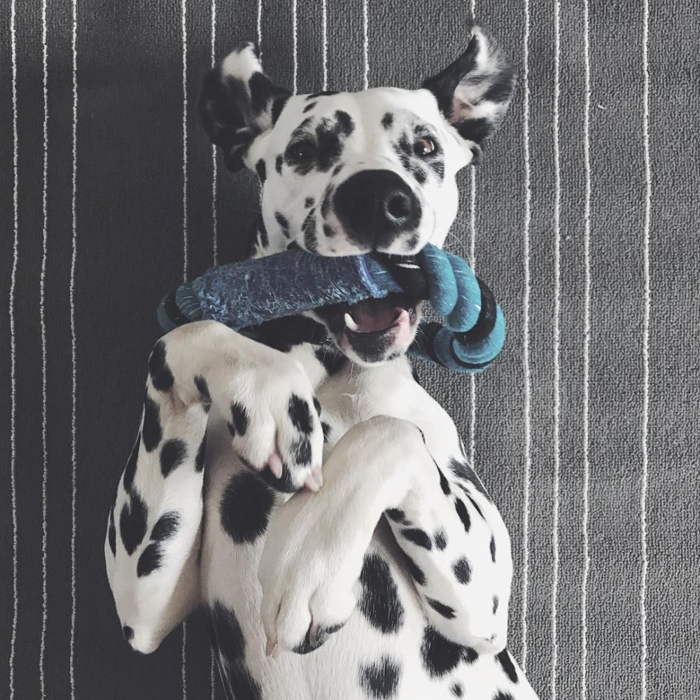 Шкура далматинца