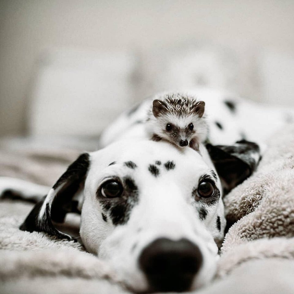 Щенок далматинца 2 месяца