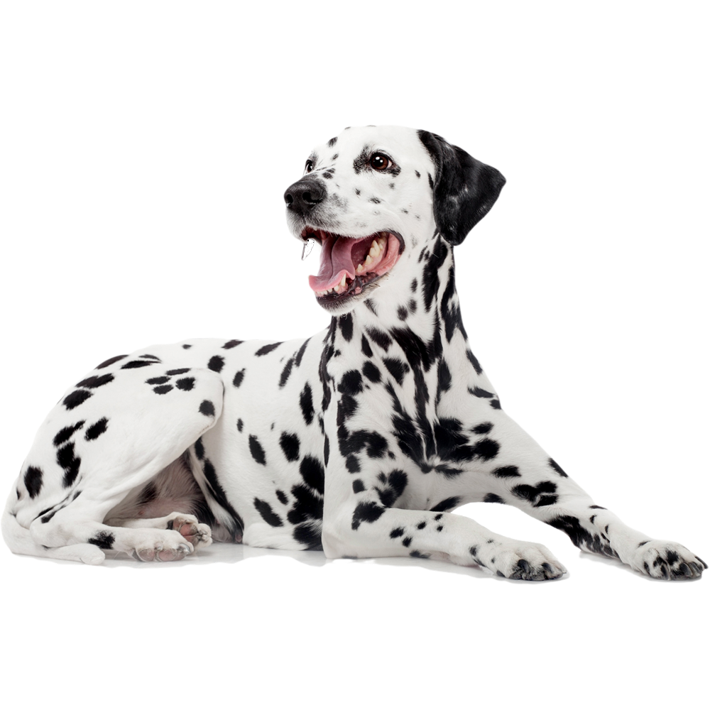 Чистокровный далматинец щенок