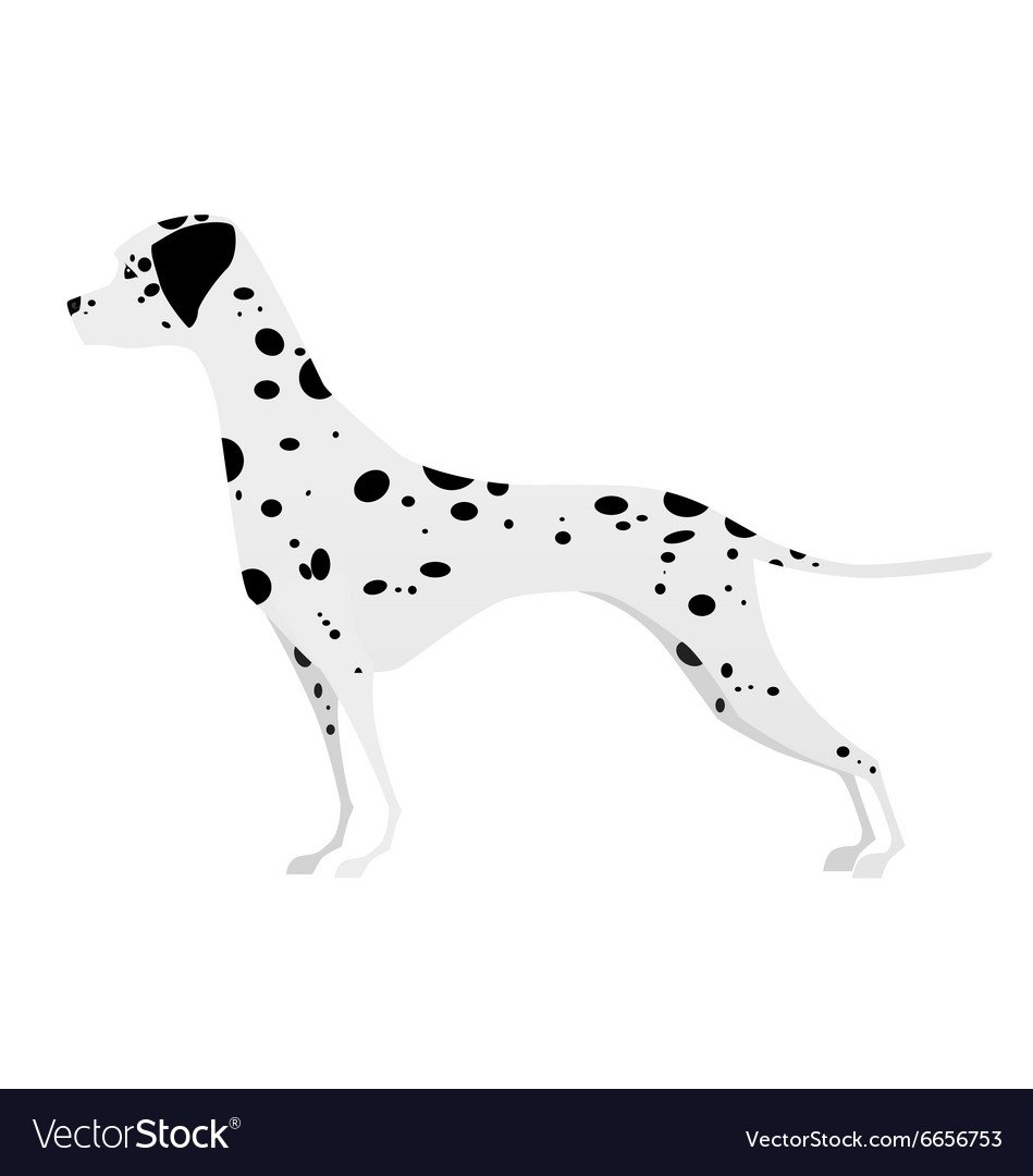 Далматинец сзади