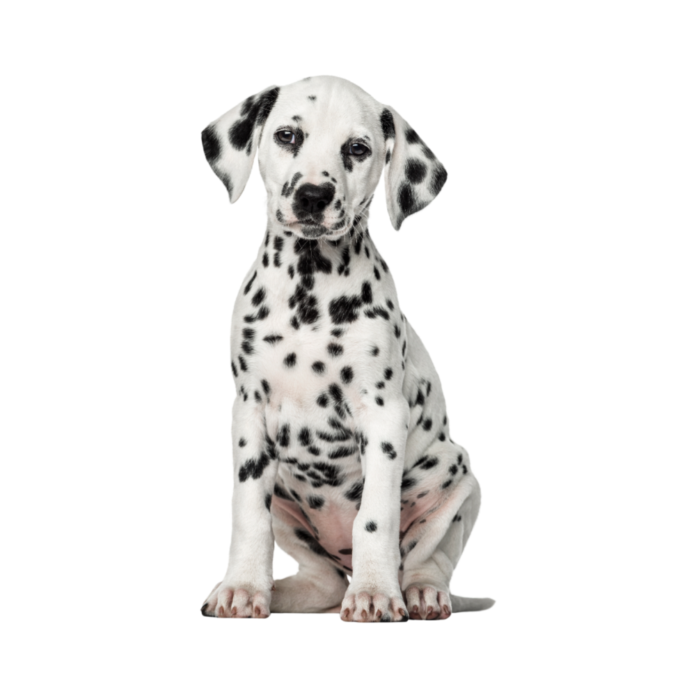 Далматинец на белом фоне