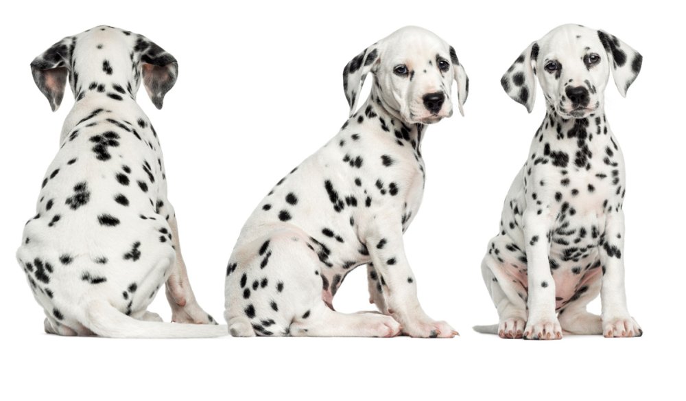 Собака далматинец сидит передом