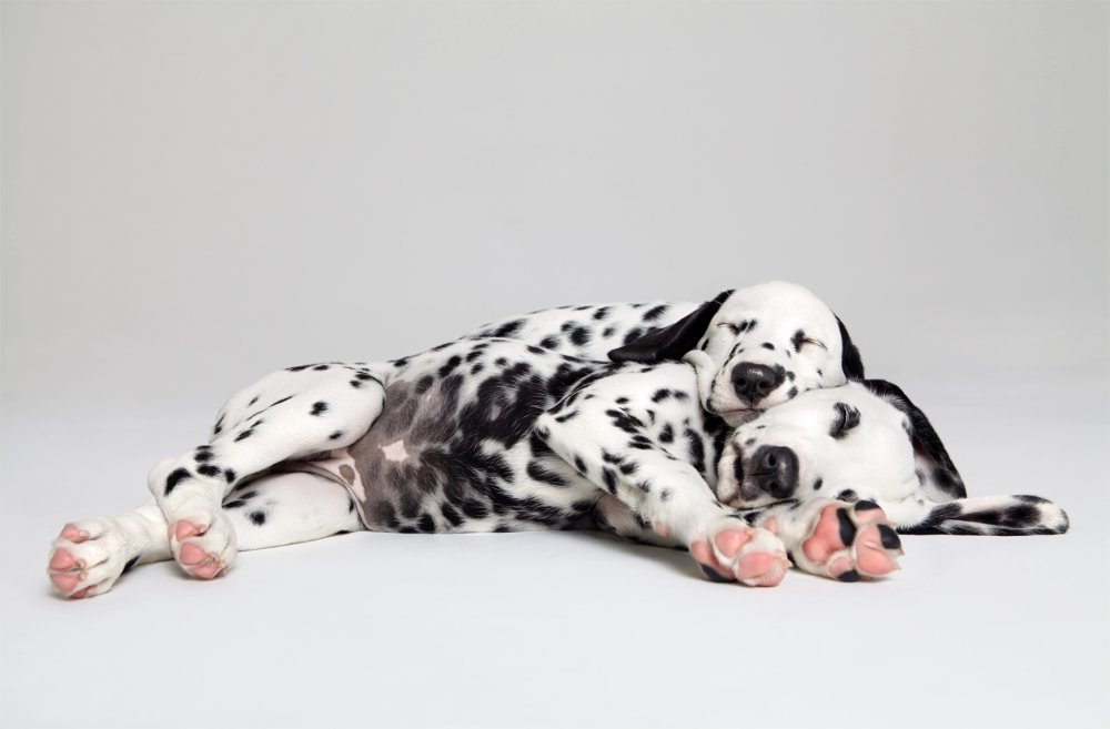 Далматин Эстетика