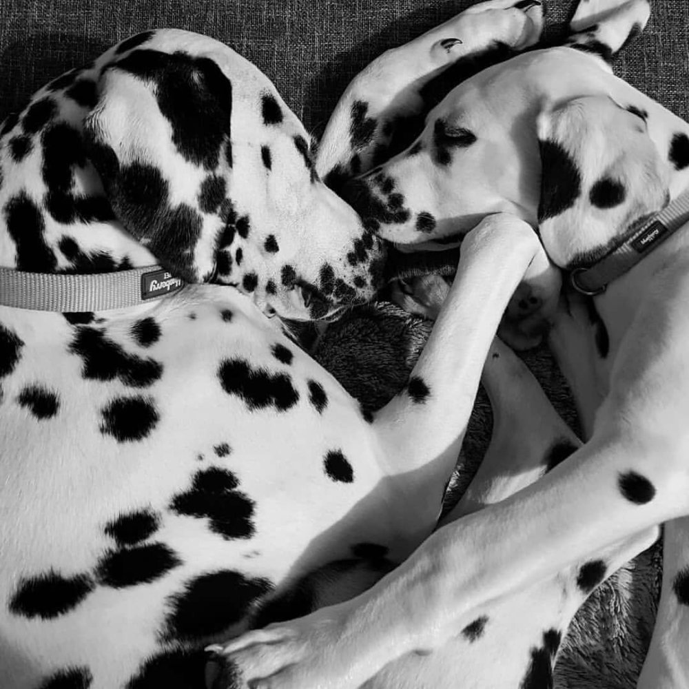 Далматинец силуэт