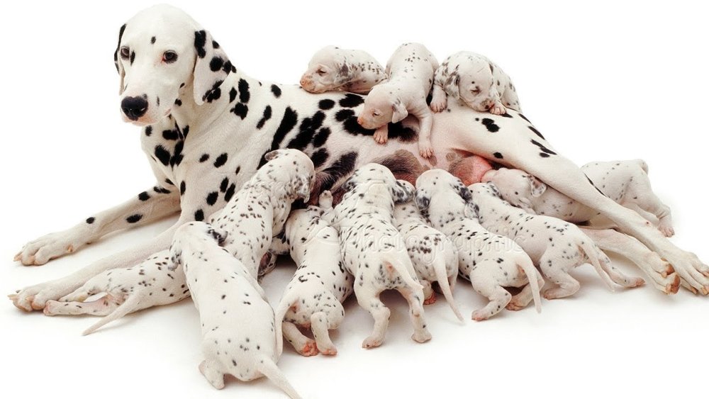 Далматинец паттерн