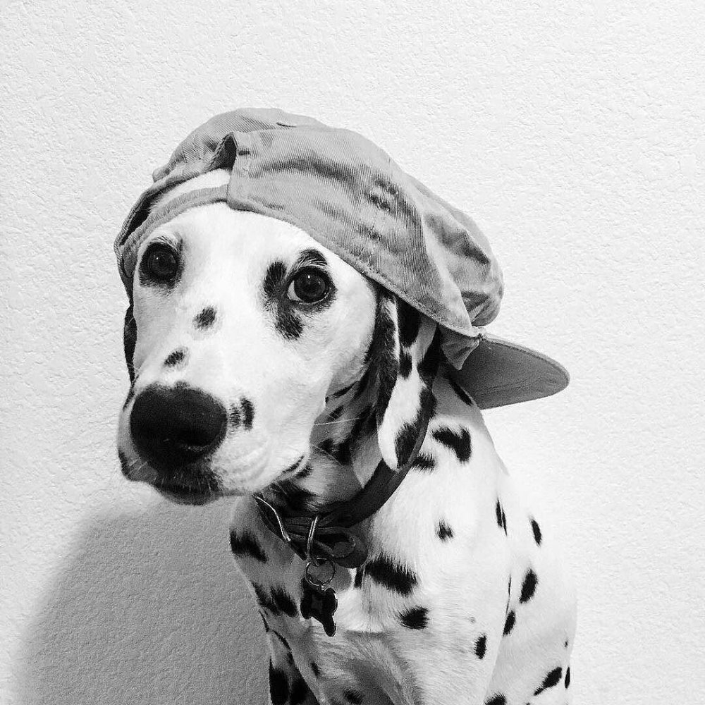 Дилан Далматин из мультика 101 далматинец