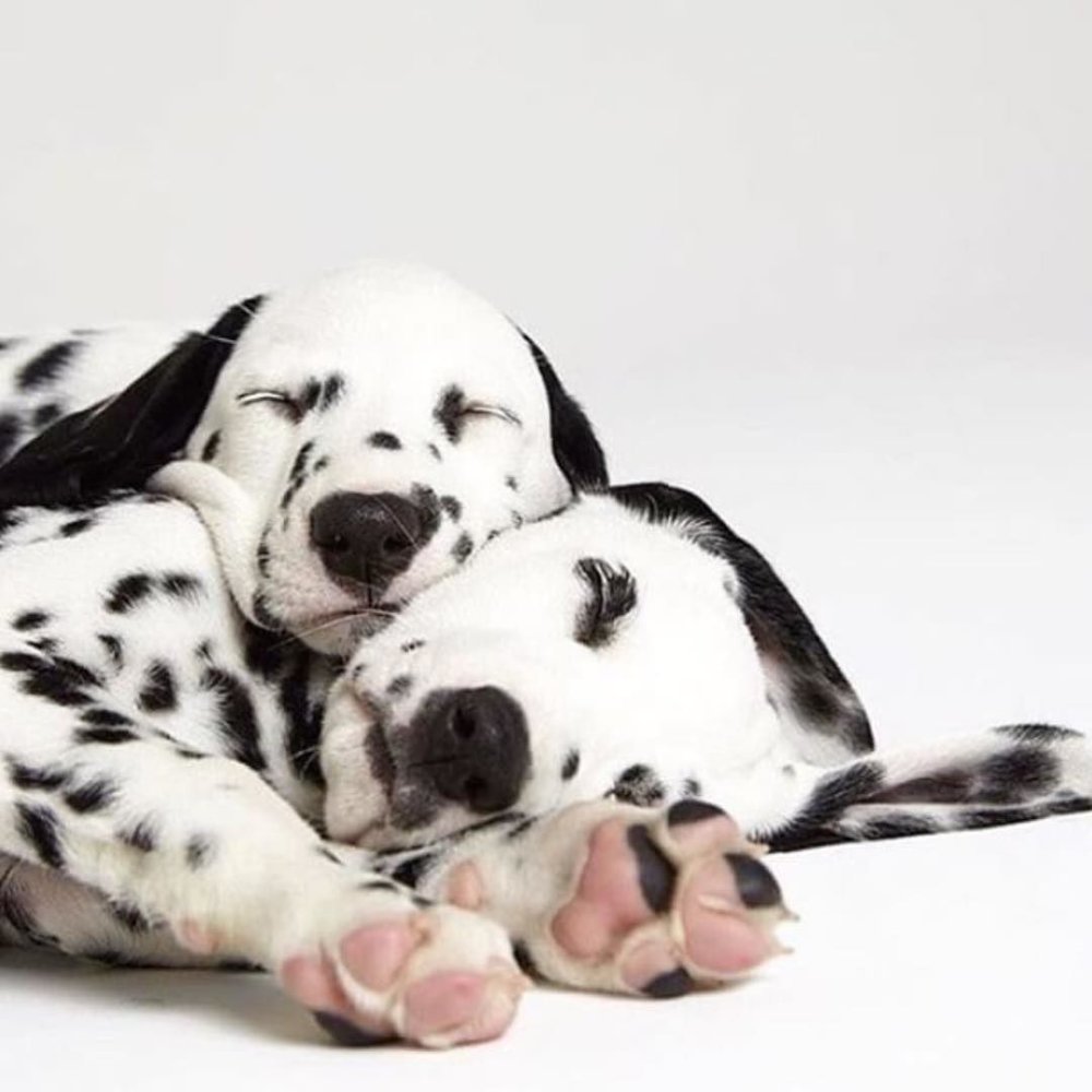 Далматинец сидит рисунок