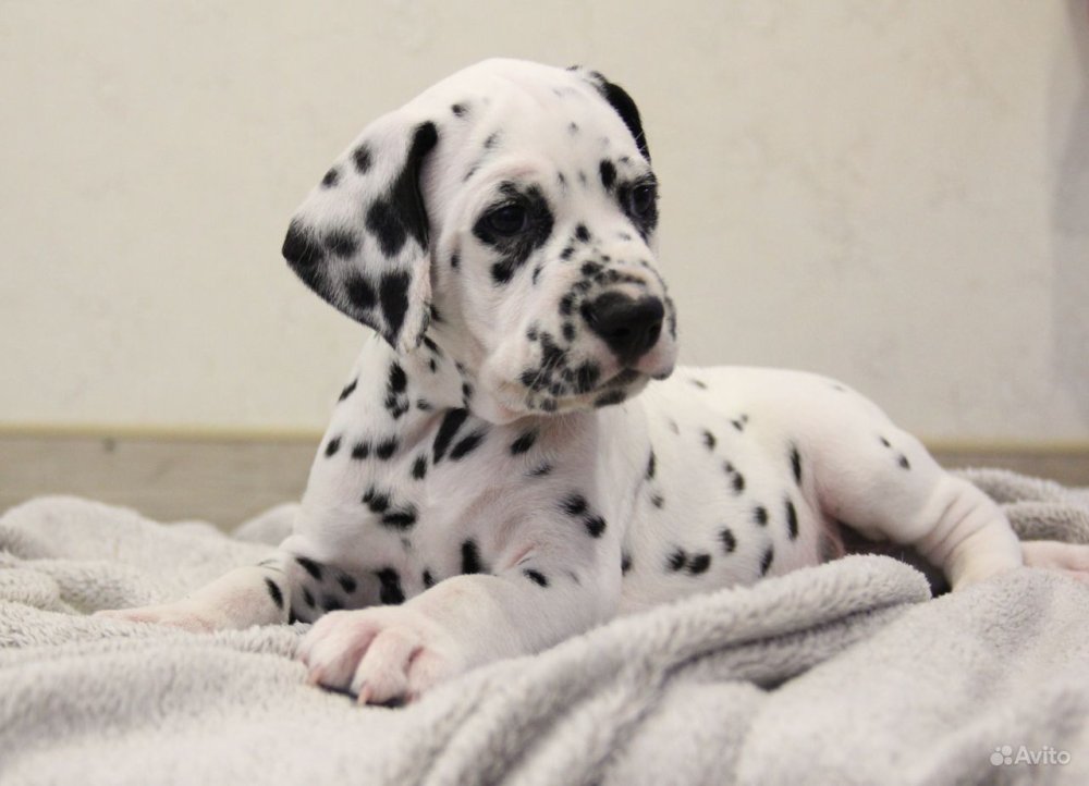 Далматинец в профиль морда