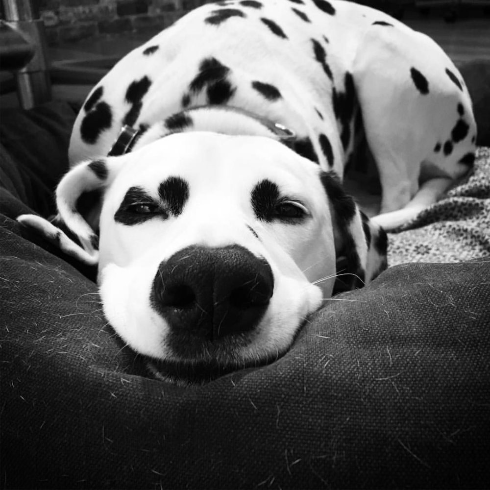 Мини далматинец