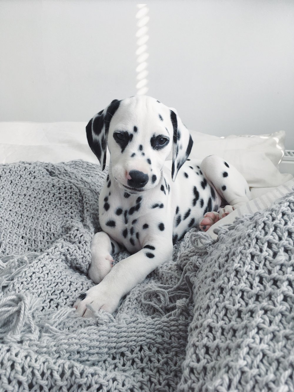 101 Далматинец Автор