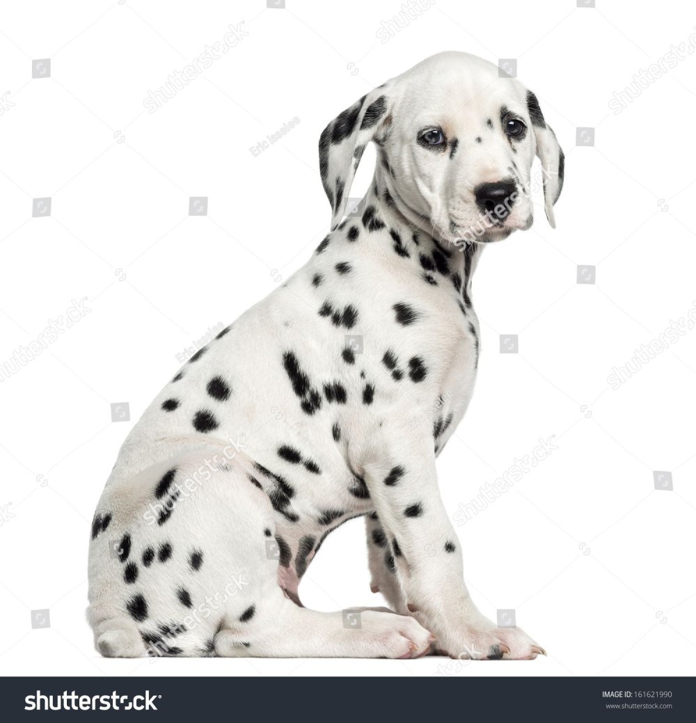 Далматин стандарт породы