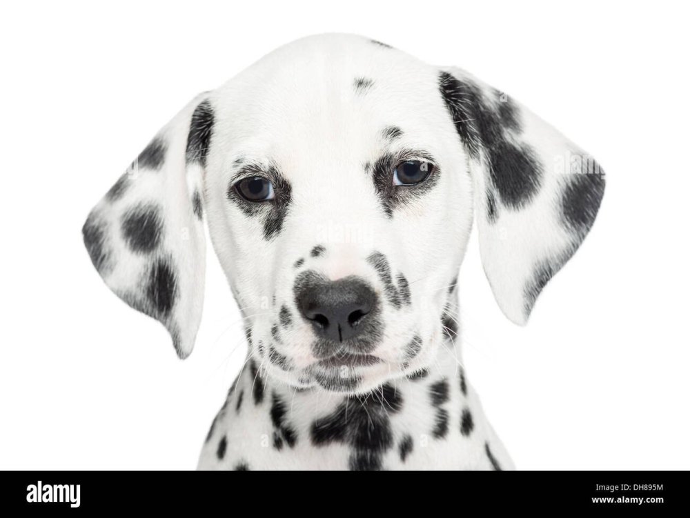 Далматинцы обнимаются