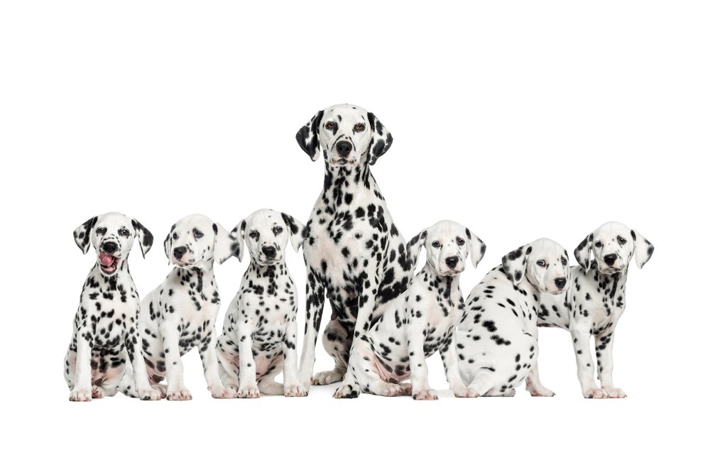 Далматинец на белом фоне фото