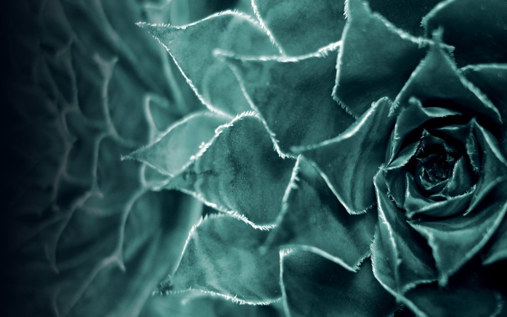 Темно-бирюзовый цвет в природе