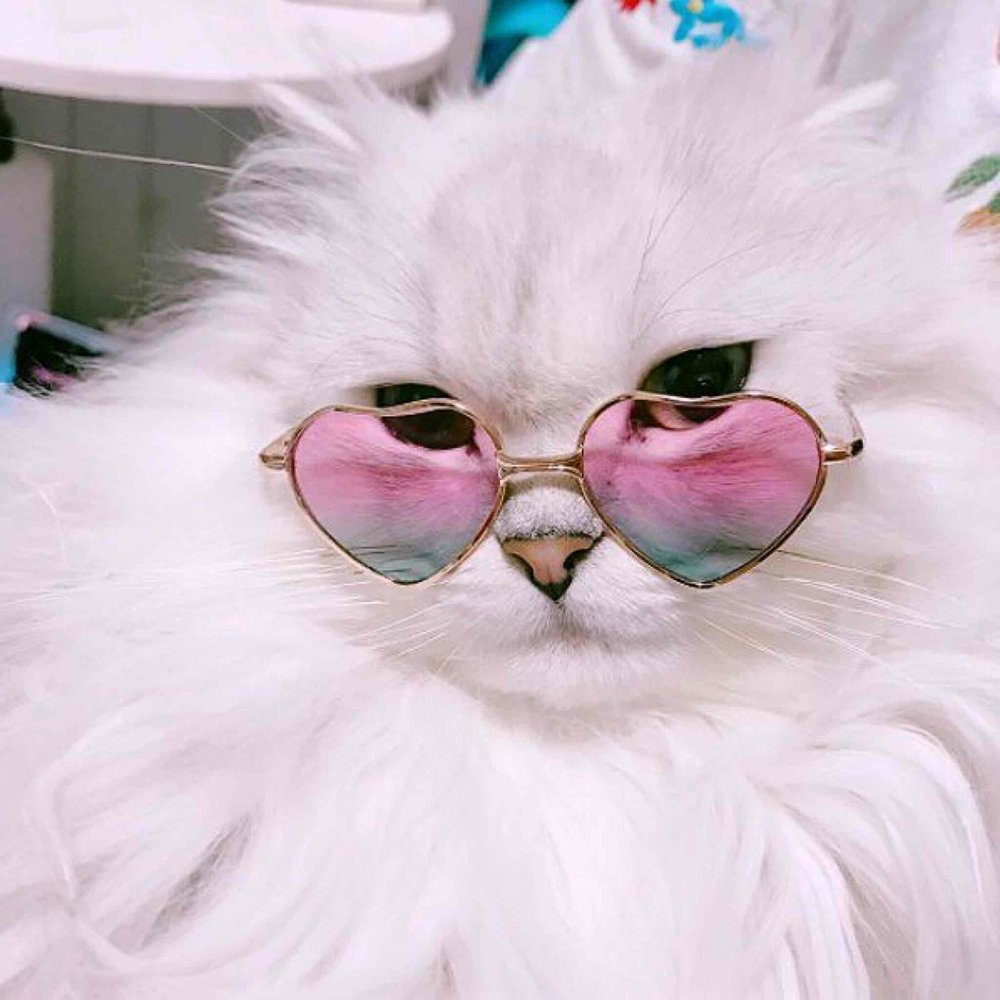 Кот в очках арт