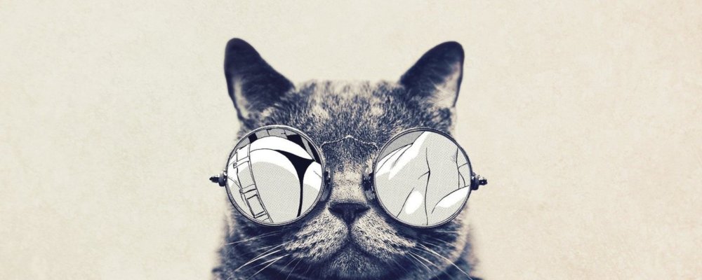 Белый кот в черных очках принт