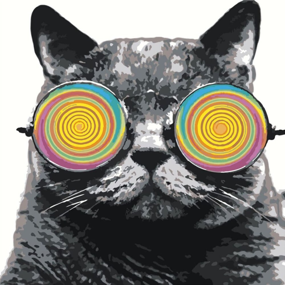 Кот в очках