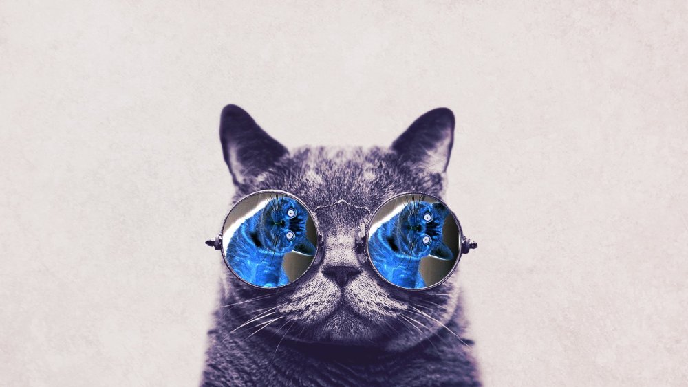 Кот в розовых очках