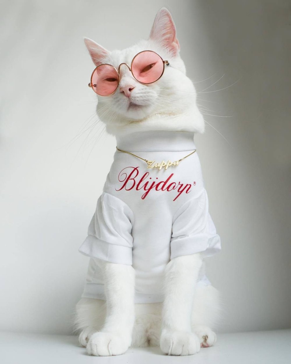 Кот в очках на фоне космоса