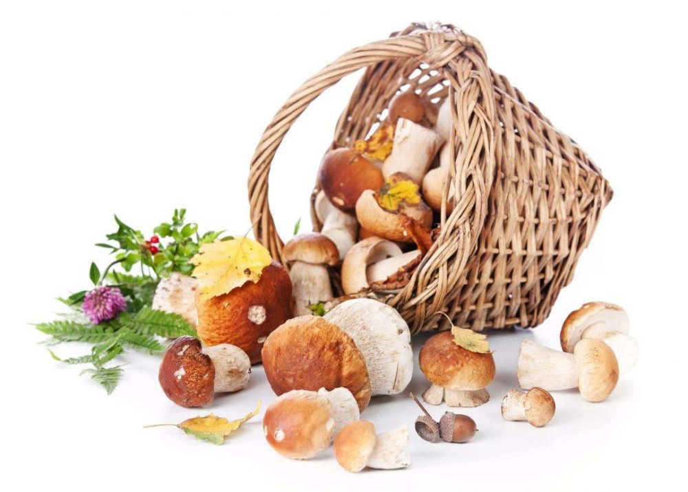 Корзинка с грибами на белом фоне