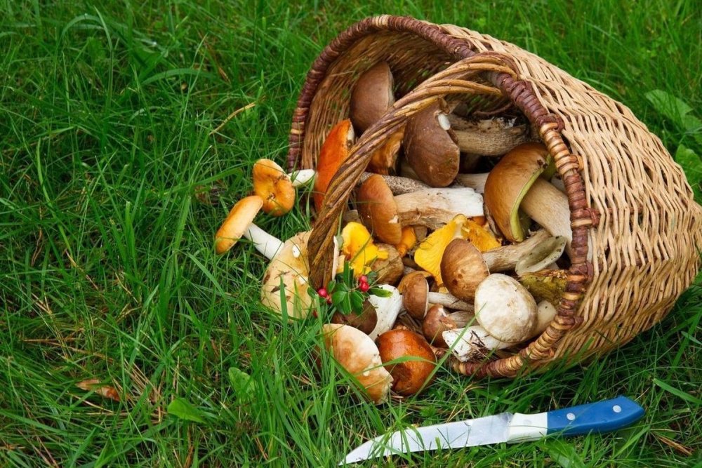 Съездили за грибами