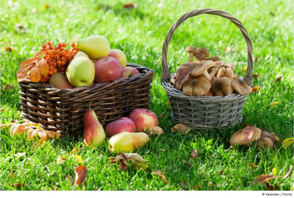 Корзинки с грибами яблоками