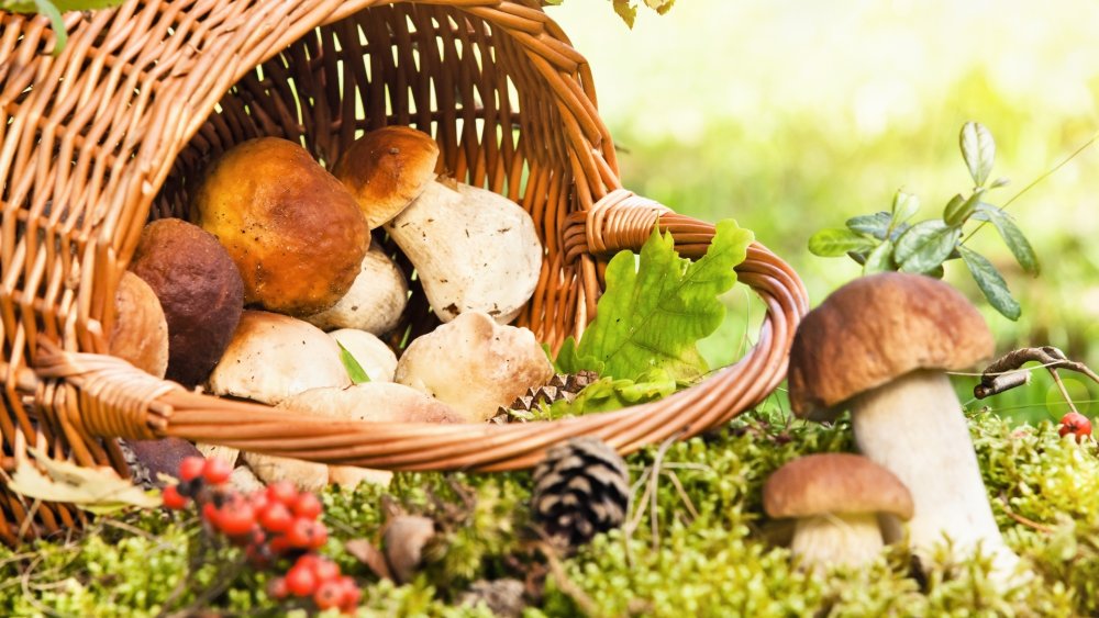 Корзина с грибами и ягодами