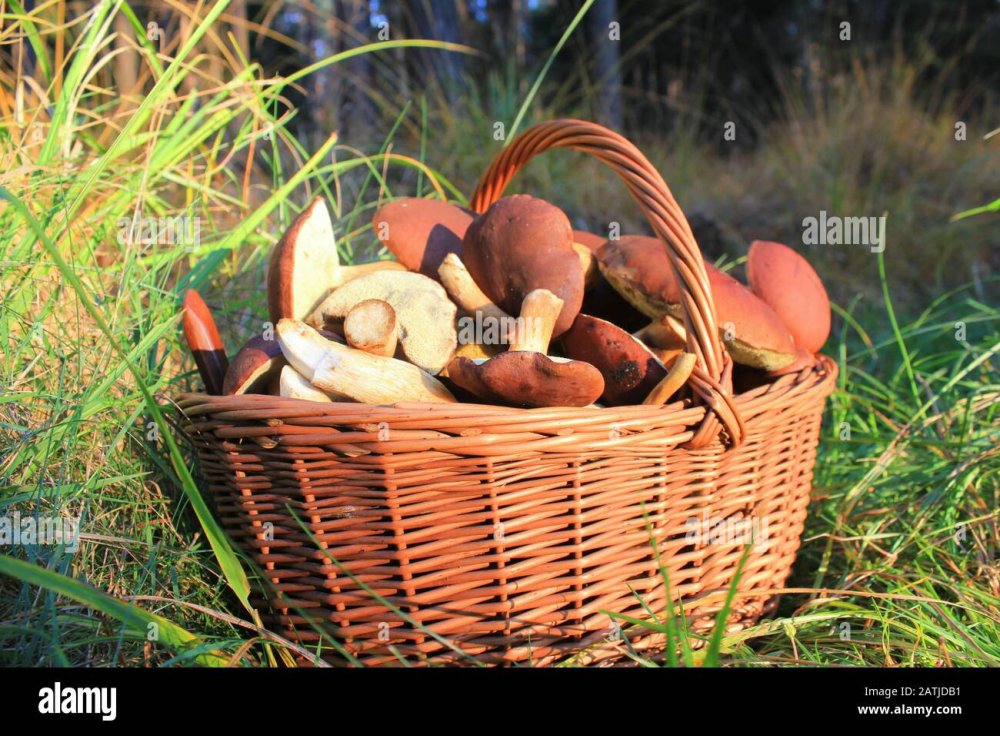 Плакат корзина с грибами