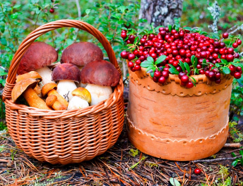 Лес грибы ягоды